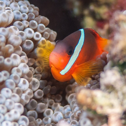 Vibrant clownfish with a bright white stripe shelters among pale bubble-tip anemone tentacles on a colorful coral reef.