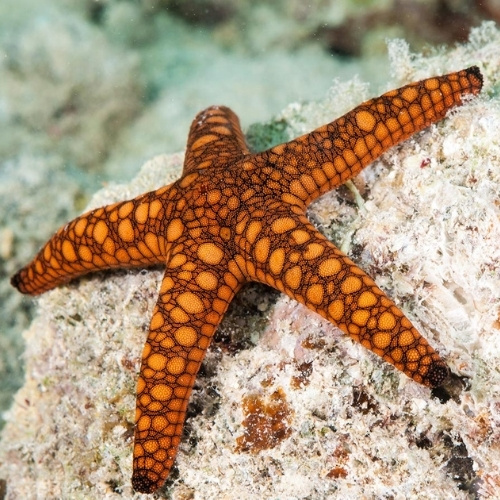 Starfish with intricate black-edged patterns rests on pale coral underwater, creating a vivid, tranquil marine scene.