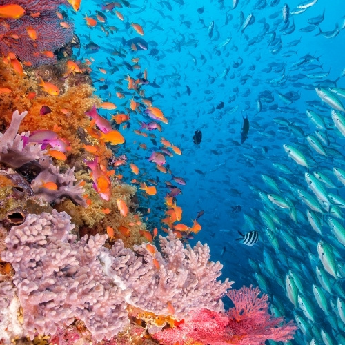 Vibrant coral reef wall covered in pink, orange, and purple corals, surrounded by schools of colorful tropical fish in clear blue water.