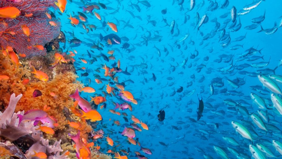 Vibrant coral reef wall covered in pink, orange, and purple corals, surrounded by schools of colorful tropical fish in clear blue water.