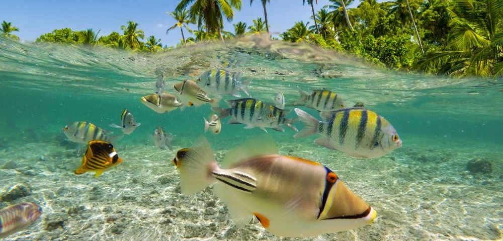 Underwater view of colorful tropical fish gliding over a sandy lagoon floor, with palm trees visible above the clear surface, serene.