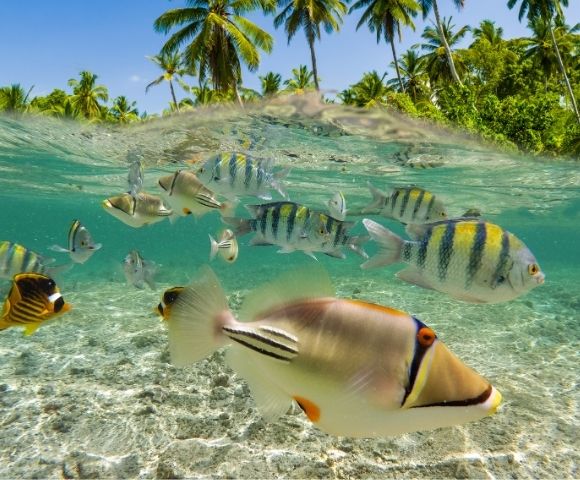 Underwater view of colorful tropical fish gliding over a sandy lagoon floor, with palm trees visible above the clear surface, serene.