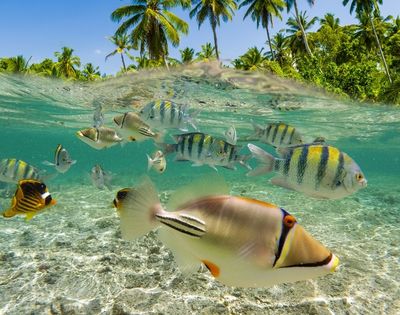 Underwater view of colorful tropical fish gliding over a sandy lagoon floor, with palm trees visible above the clear surface, serene.