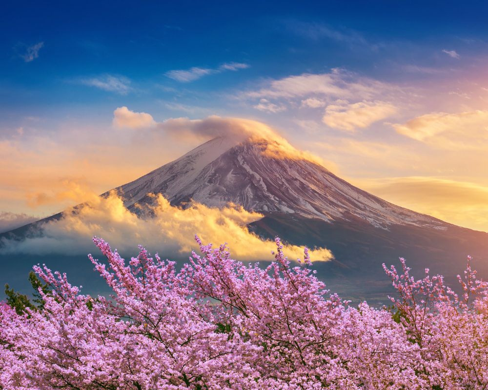 Snow-capped mountain peak partially shrouded in dramatic clouds against a vibrant blue and golden sunset sky, with foreground filled with blooming pink cherry blossom trees.