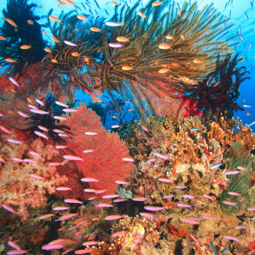 Vibrant underwater coral reef teeming with pink and silver fish, colorful sea fans, sponges, and soft corals in clear blue water.