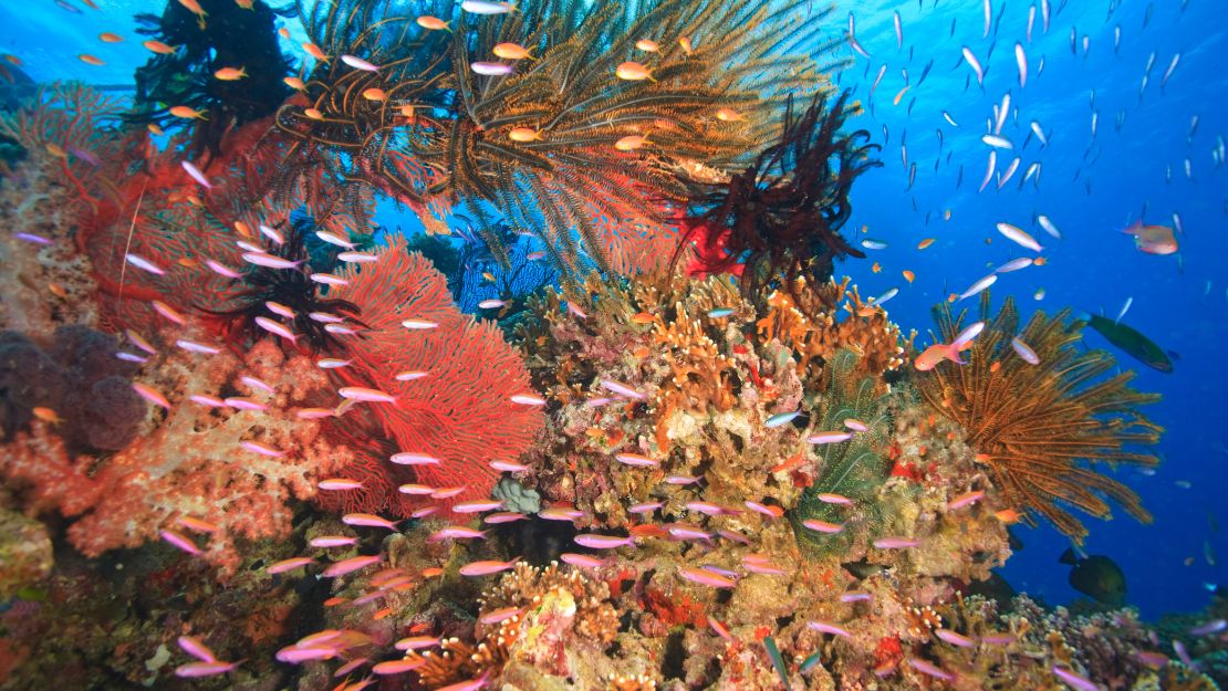 Vibrant underwater coral reef teeming with pink and silver fish, colorful sea fans, sponges, and soft corals in clear blue water.
