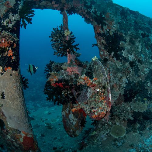 Underwater shipwreck encrusted with coral and sea life, framed by blue ocean; colorful fish swim among rusted metal, creating an eerie scene.