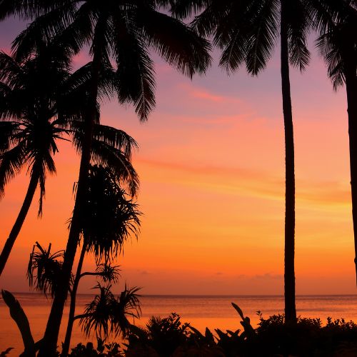 Silhouetted palm trees frame a tranquil ocean at sunset, with vibrant orange, pink, and purple skies creating a warm tropical mood.