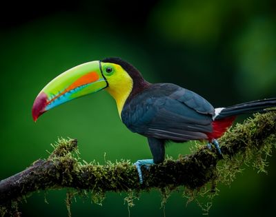 Colorful keel-billed toucan with a vivid green, orange, and blue bill perches on a moss-covered branch against a dark green background.