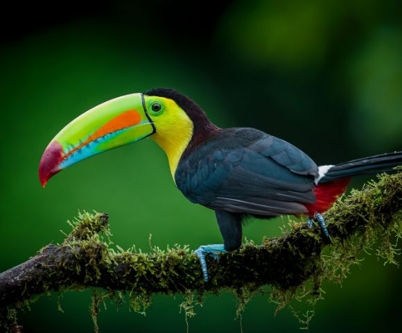 Colorful keel-billed toucan with a vivid green, orange, and blue bill perches on a moss-covered branch against a dark green background.