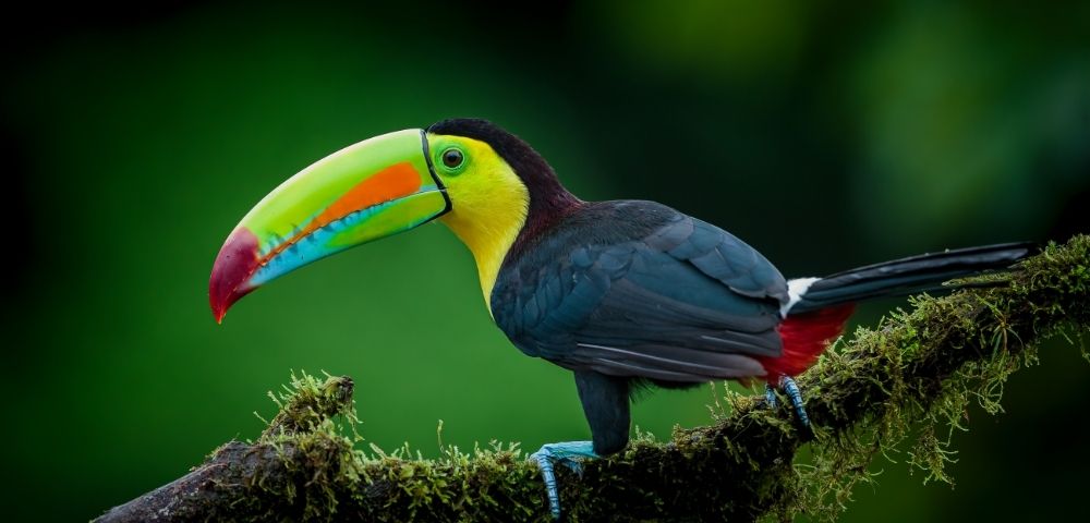 Colorful keel-billed toucan with a vivid green, orange, and blue bill perches on a moss-covered branch against a dark green background.