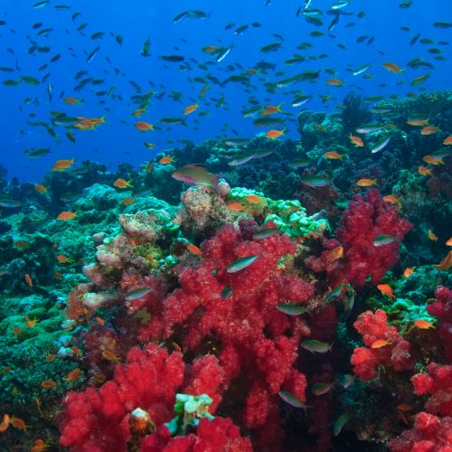 Vibrant underwater coral reef with red sea fans, turquoise corals, and colorful fish schooling through clear blue water; lively and serene.