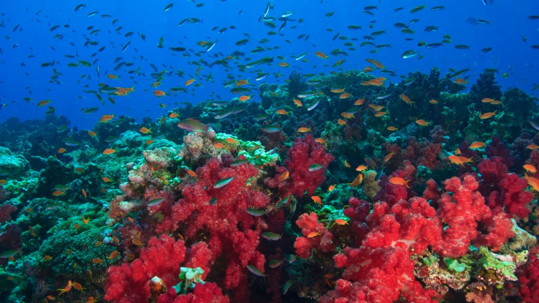 Vibrant underwater coral reef with red sea fans, turquoise corals, and colorful fish schooling through clear blue water; lively and serene.