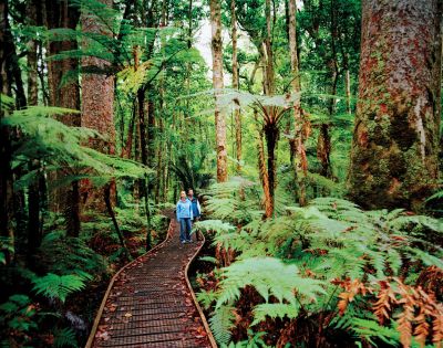 A wooden boardwalk curves through a dense, lush forest filled with giant ferns and towering trees. Two people are walking along the boardwalk.