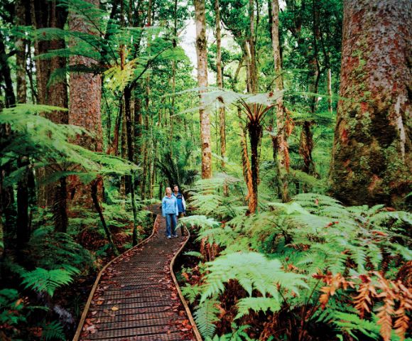 A wooden boardwalk curves through a dense, lush forest filled with giant ferns and towering trees. Two people are walking along the boardwalk.