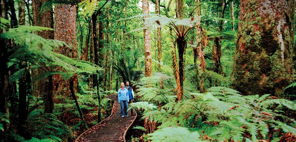 A wooden boardwalk curves through a dense, lush forest filled with giant ferns and towering trees. Two people are walking along the boardwalk.