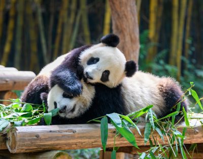 Two giant pandas lie on a wooden platform surrounded by bamboo.