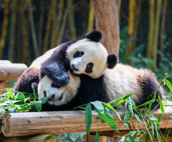 Two giant pandas lie on a wooden platform surrounded by bamboo.