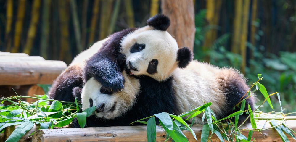 Two giant pandas lie on a wooden platform surrounded by bamboo.