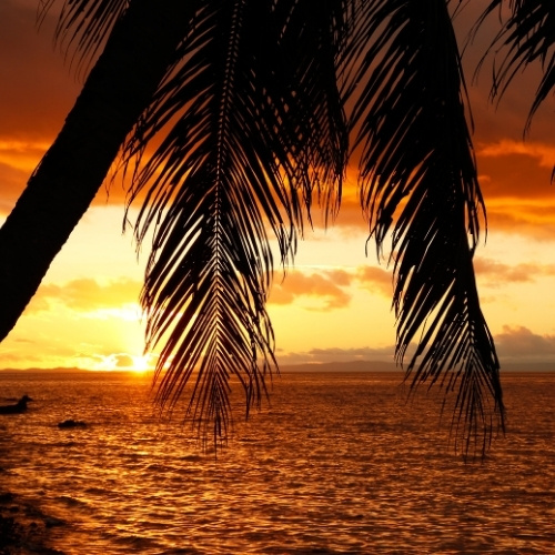 Silhouetted palm fronds frame a glowing orange sunset over calm ocean water, casting golden reflections and creating a warm, tranquil mood.