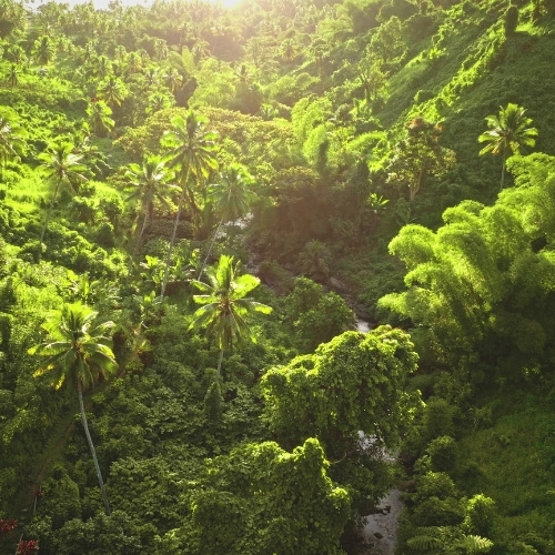 Sunlit tropical rainforest canopy with tall palms and dense emerald foliage, framing a narrow stream. Lush and serene atmosphere.