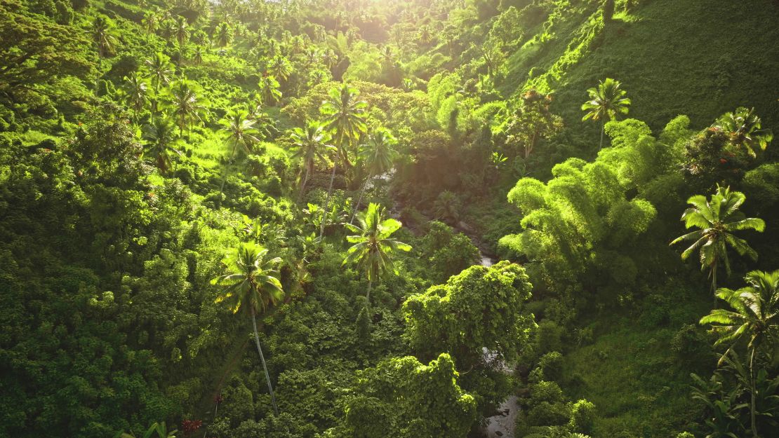 Sunlit tropical rainforest canopy with tall palms and dense emerald foliage, framing a narrow stream. Lush and serene atmosphere.