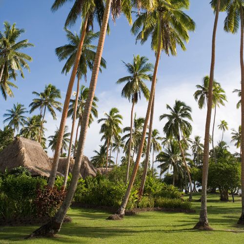 Tall coconut palms shade a lush tropical resort garden with thatched huts, green lawn, and blue sky, creating a calm, idyllic mood.