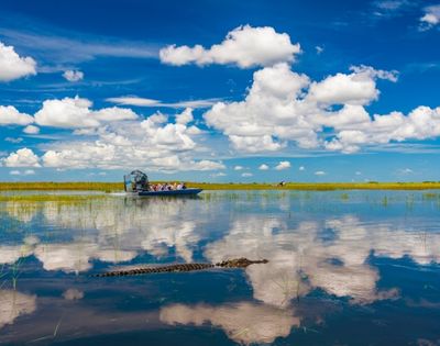 An airboat carrying tourists tours a swampy wetland under a bright blue sky with fluffy white clouds, while an alligator swims in the foreground water which reflects the sky.