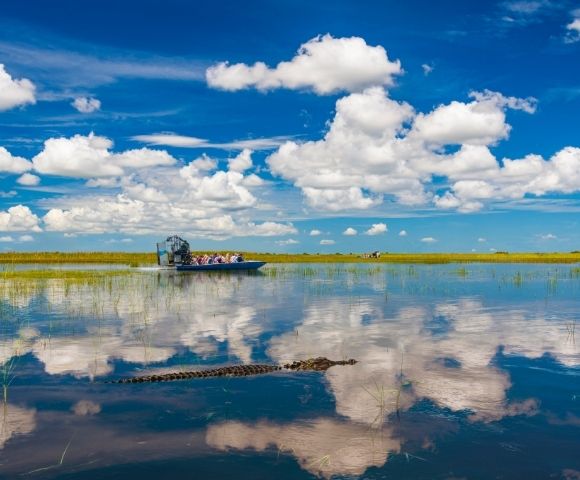 An airboat carrying tourists tours a swampy wetland under a bright blue sky with fluffy white clouds, while an alligator swims in the foreground water which reflects the sky.