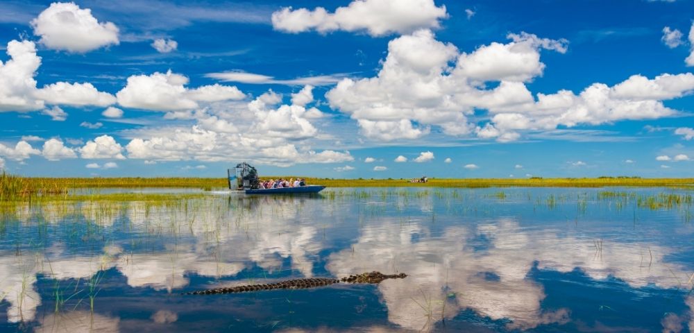 An airboat carrying tourists tours a swampy wetland under a bright blue sky with fluffy white clouds, while an alligator swims in the foreground water which reflects the sky.