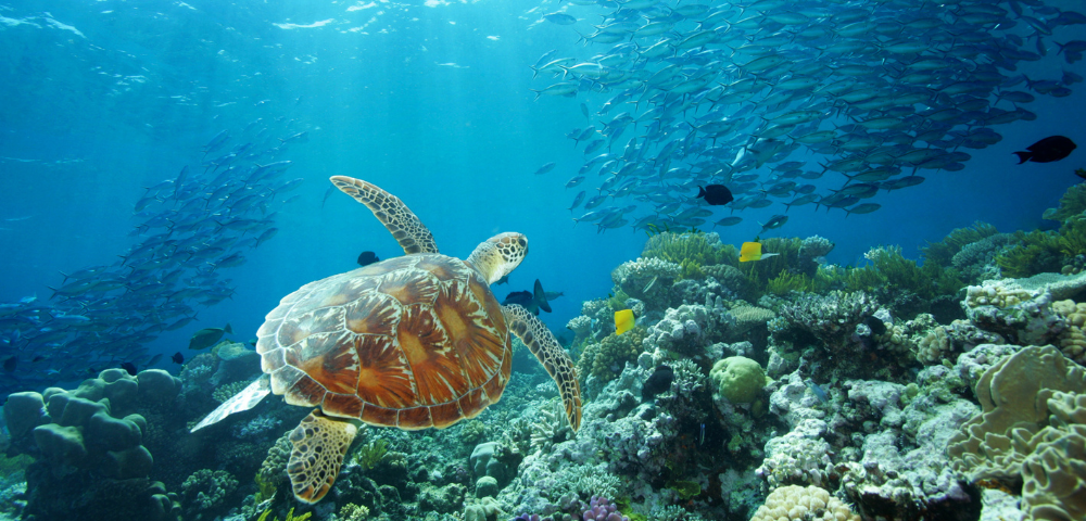Underwater scene of a sea turtle swimming near coral reef with sunlight filtering through a large school of fish.