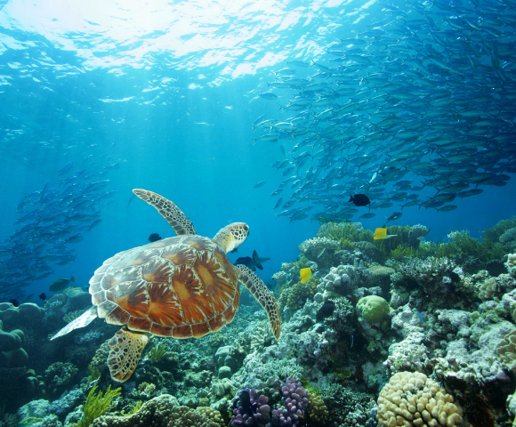 Underwater scene of a sea turtle swimming near coral reef with sunlight filtering through a large school of fish.