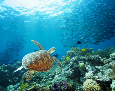 Underwater scene of a sea turtle swimming near coral reef with sunlight filtering through a large school of fish.