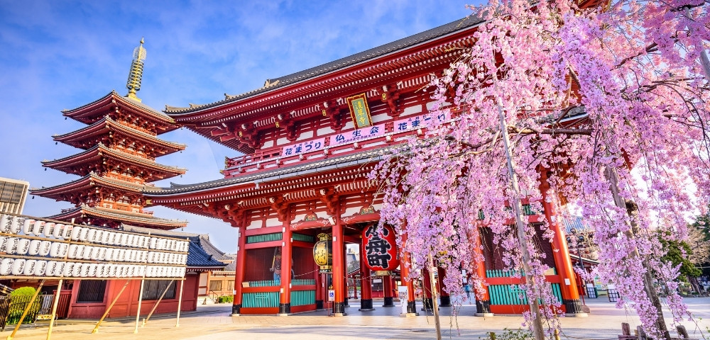 Historic Japanese Buddhist temple with a red gate and five-story pagoda, framed by cascading pink cherry blossoms beneath a blue sky.