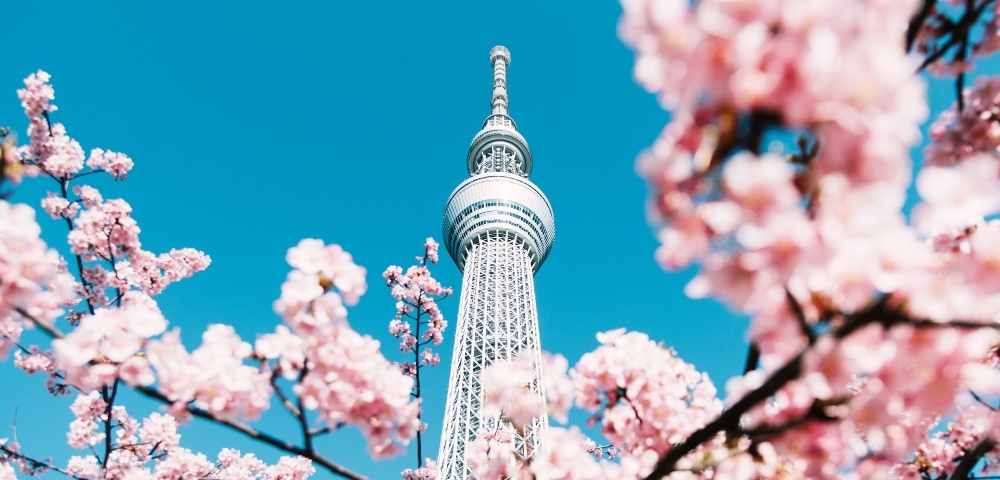 Tokyo Skytree rises against a vivid blue sky, framed by blooming pink cherry blossoms, creating a bright, serene springtime scene.