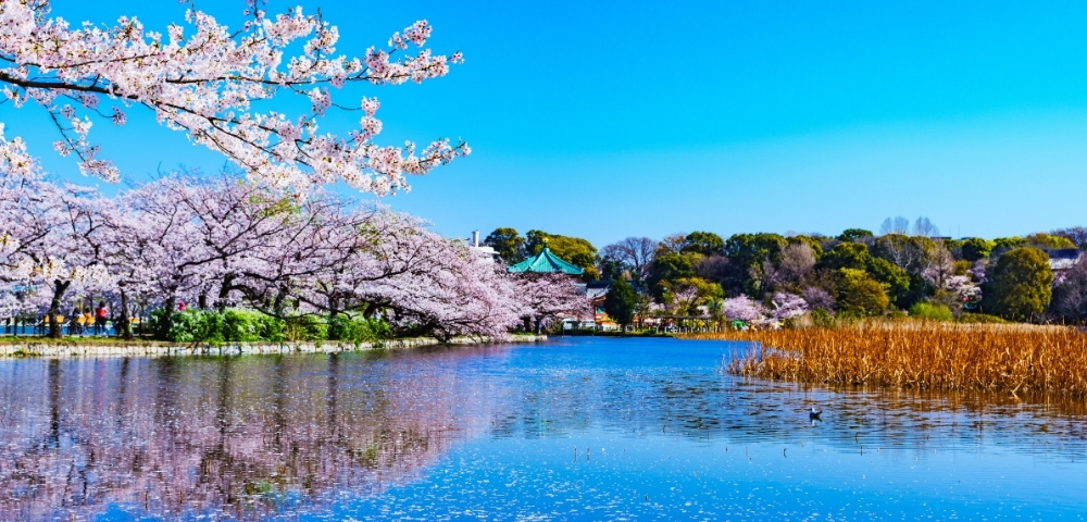 Springtime lake framed by blooming pink cherry trees, green hills, and golden reeds, reflected in calm blue water beneath a clear sky.