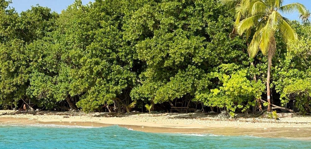 Turquoise water laps against a sandy shore lined with dense green trees and a single palm tree on a sunny day.