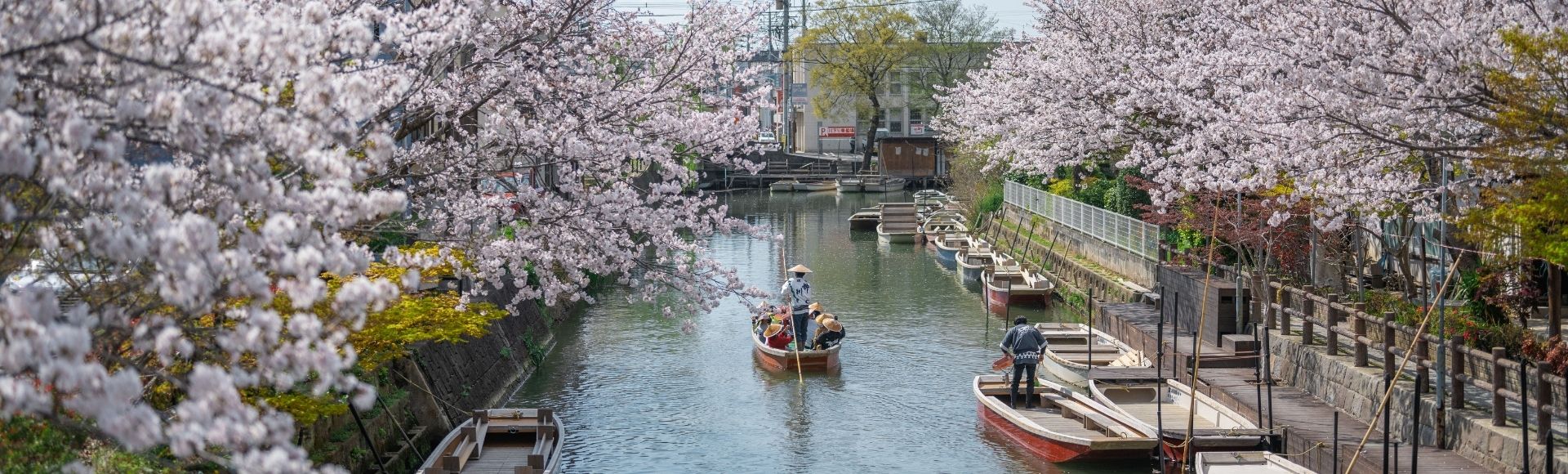 Cherry blossoms line a calm canal as small boats drift below, with rowers, riverside paths, and urban buildings creating a serene spring scene.