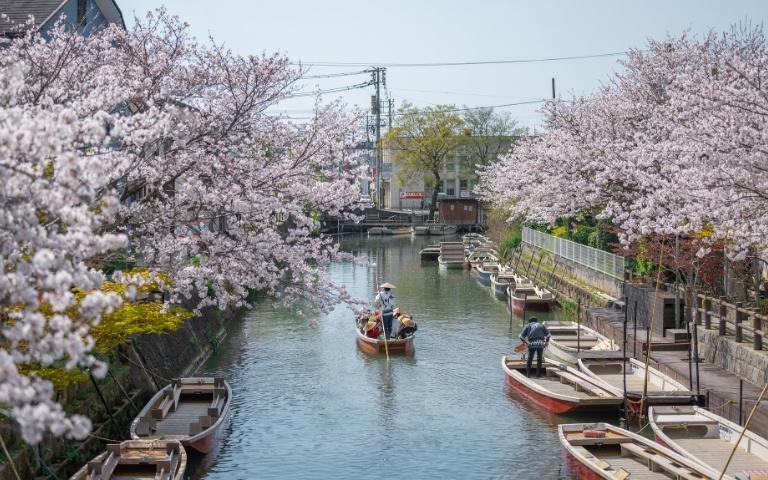 Cherry blossoms line a calm canal as small boats drift below, with rowers, riverside paths, and urban buildings creating a serene spring scene.