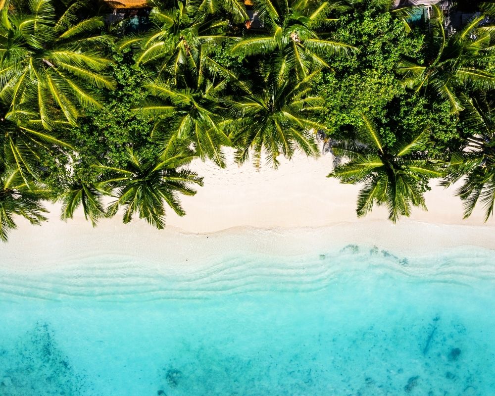 Aerial view of a tropical beach with lush green palm trees lining a pristine white sand beach and clear turquoise ocean water.