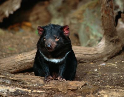A black Tasmanian devil with a white chest marking sits on a log in a naturalistic enclosure with blurred background elements of dirt and branches.