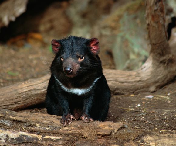 A black Tasmanian devil with a white chest marking sits on a log in a naturalistic enclosure with blurred background elements of dirt and branches.