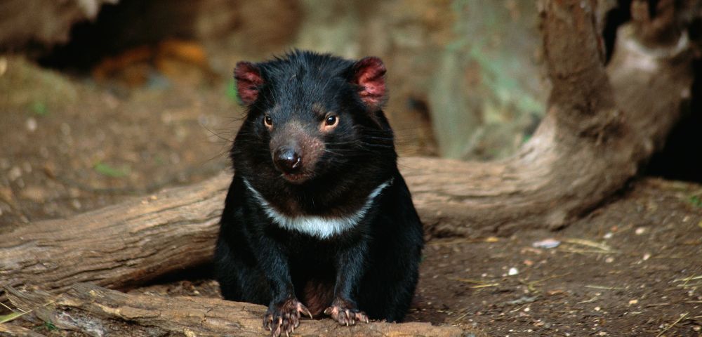 A black Tasmanian devil with a white chest marking sits on a log in a naturalistic enclosure with blurred background elements of dirt and branches.