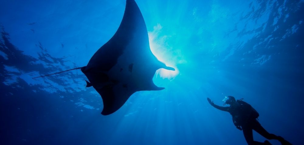A diver reaching out to a manta ray underwater, illuminated by sunlight filtering through the water's surface.