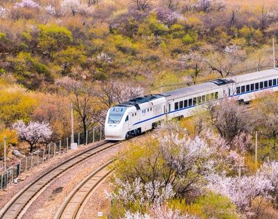 A white and blue high-speed train travels on a curved track through a landscape dotted with blooming trees.