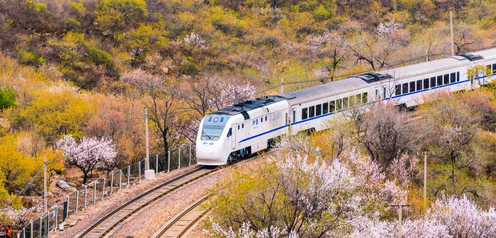 A white and blue high-speed train travels on a curved track through a landscape dotted with blooming trees.