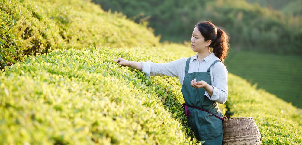 A person wearing an apron harvests tea leaves in a lush, green tea plantation under soft sunlight.