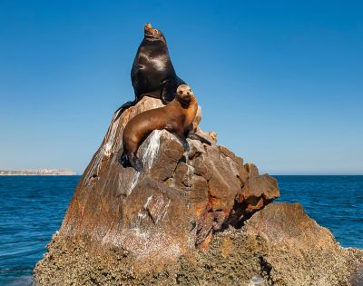 Two sea lions rest on a rocky outcrop in the ocean under a clear blue sky, with a coastal town visible in the distance.