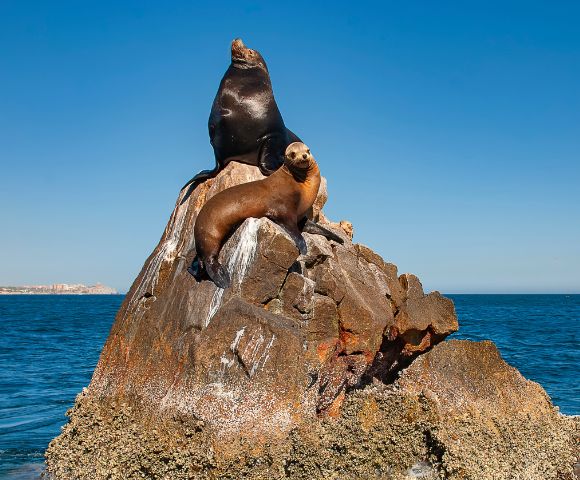 Two sea lions rest on a rocky outcrop in the ocean under a clear blue sky, with a coastal town visible in the distance.