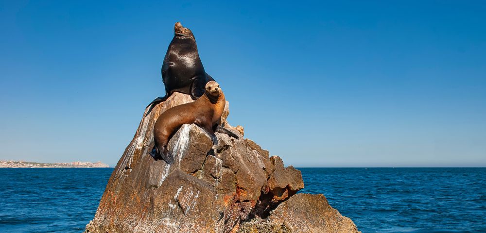 Two sea lions rest on a rocky outcrop in the ocean under a clear blue sky, with a coastal town visible in the distance.